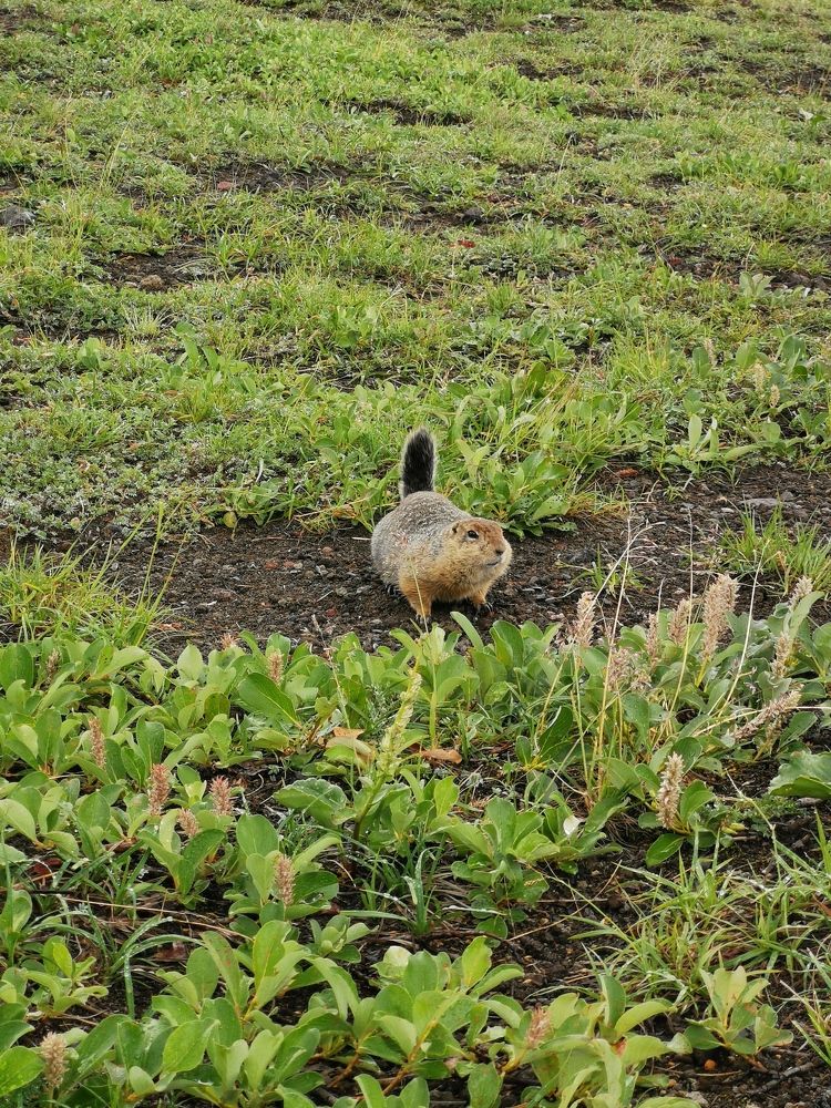 Beringian ground squirrel