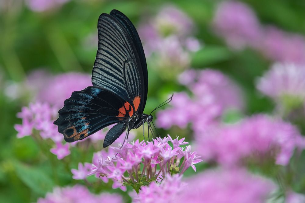 Photograph by Benny Chan