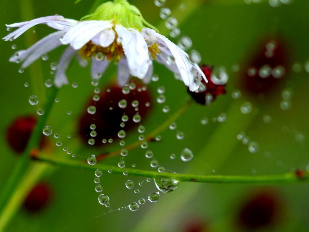 Photograph by Елена Мизина