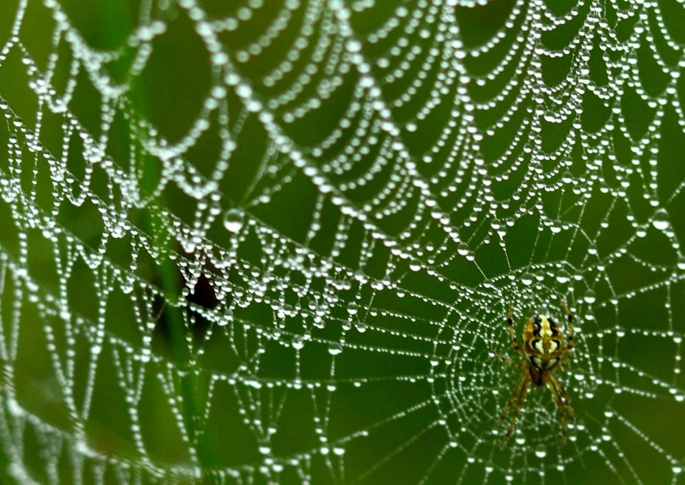 Photograph by Елена Мизина