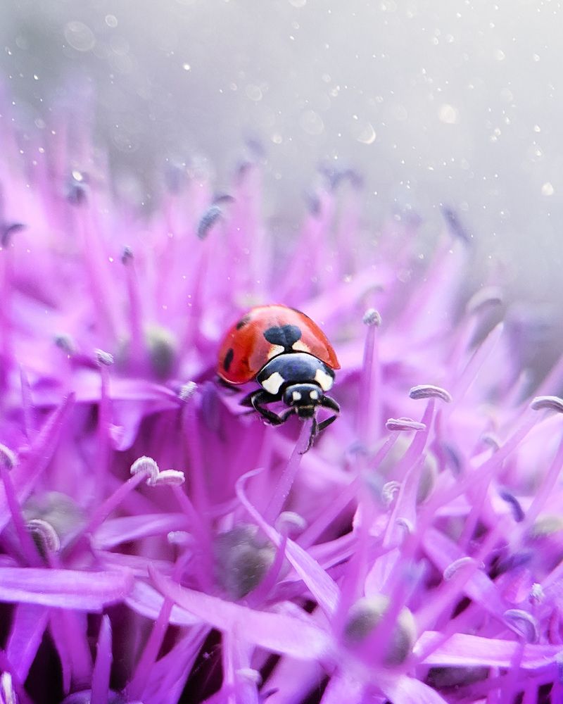 Фотография автора Ольга Лебедева