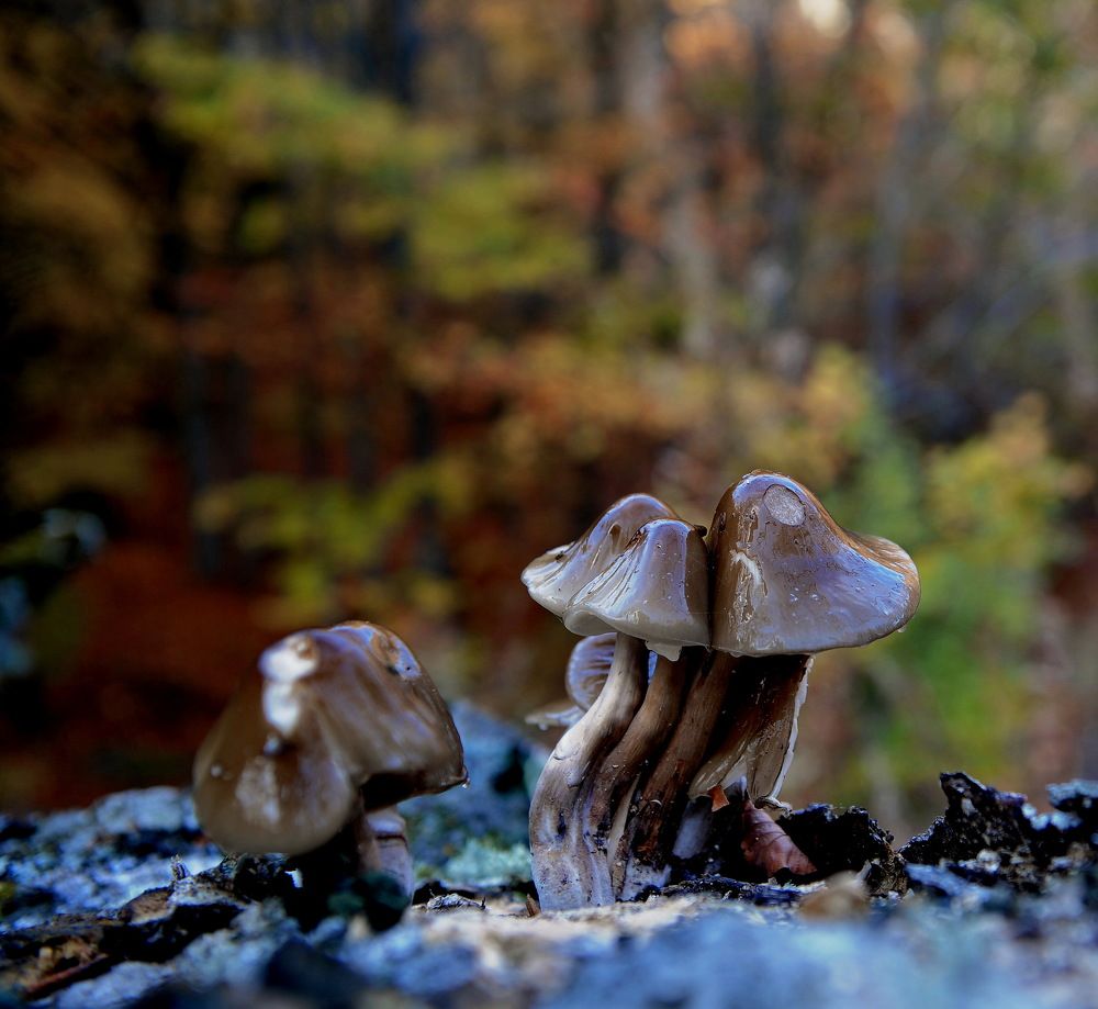 Photograph by Светлана Борозенцева