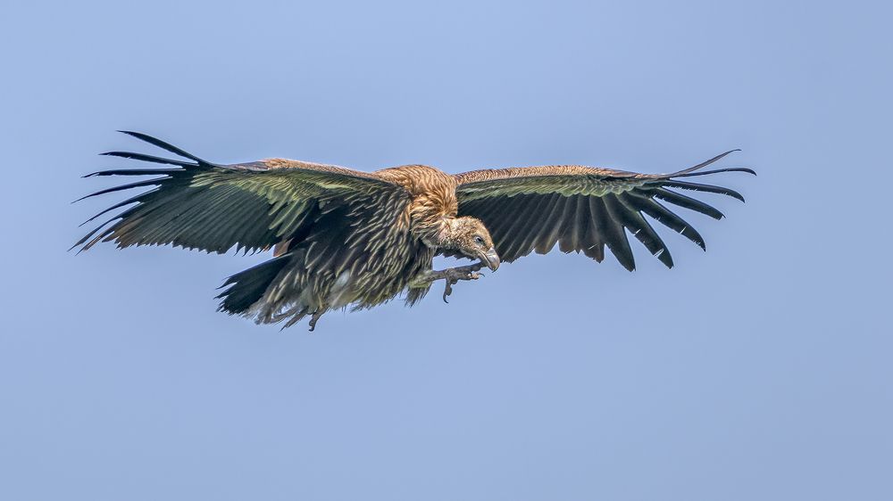 Crow rides Vulture for free