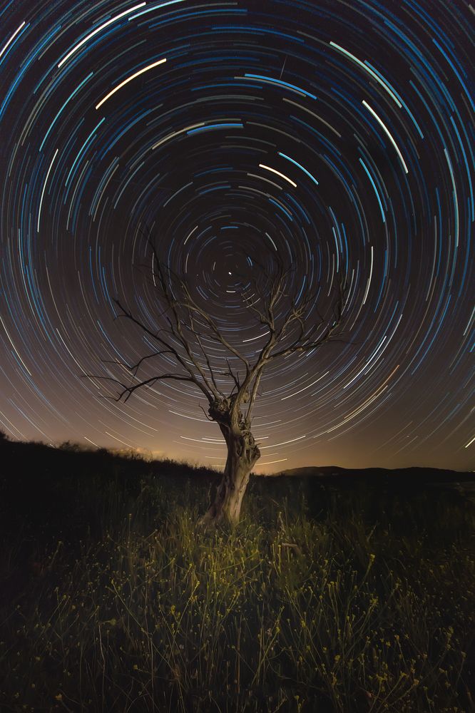 El árbol de las estrellas