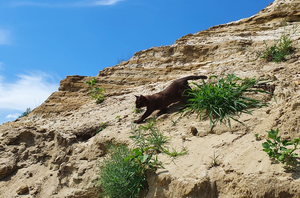 Фотография автора Надежда Лисицына