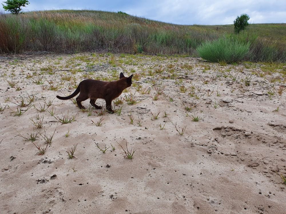 Фотография автора Надежда Лисицына