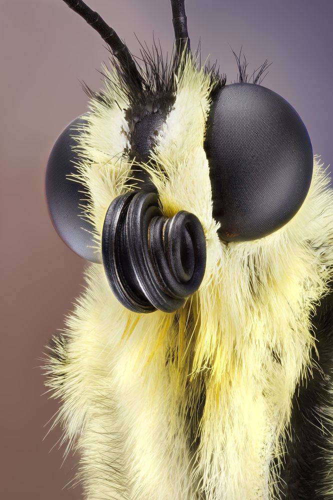 Portrait of Butterfly