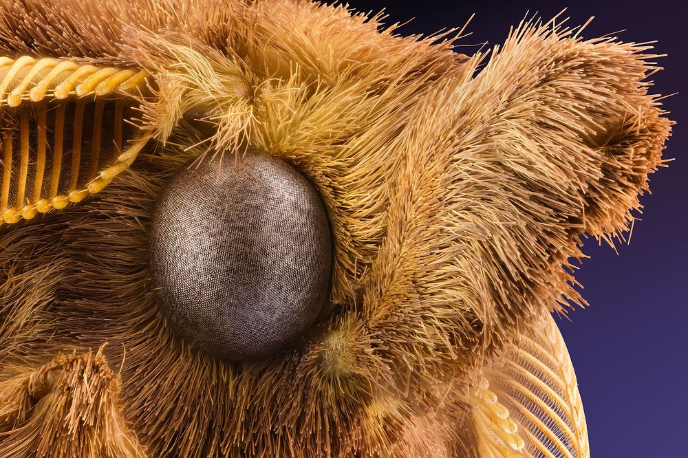 Portrait of Butterfly