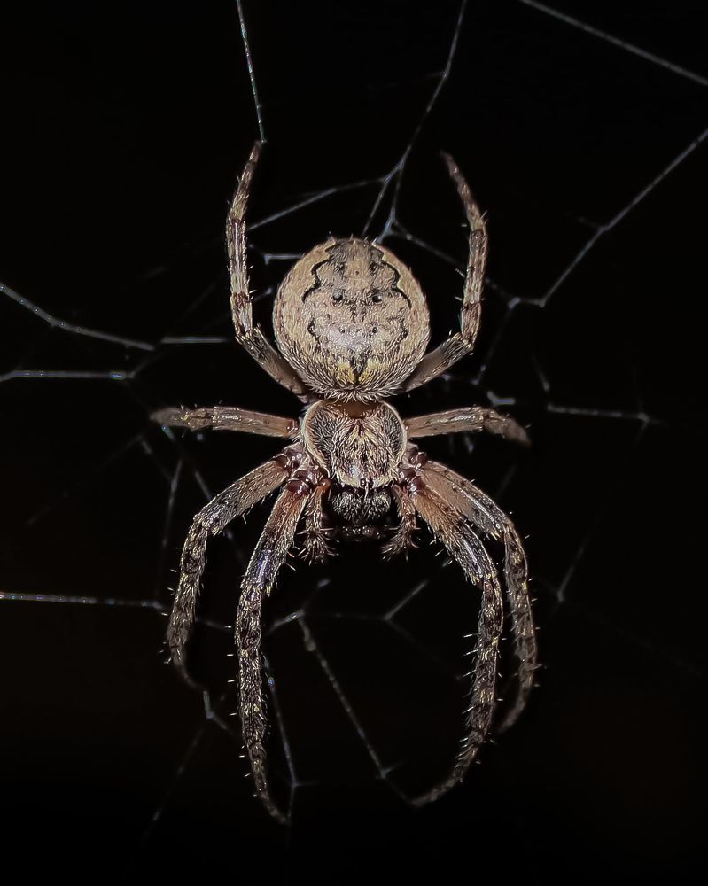 Ночной страж