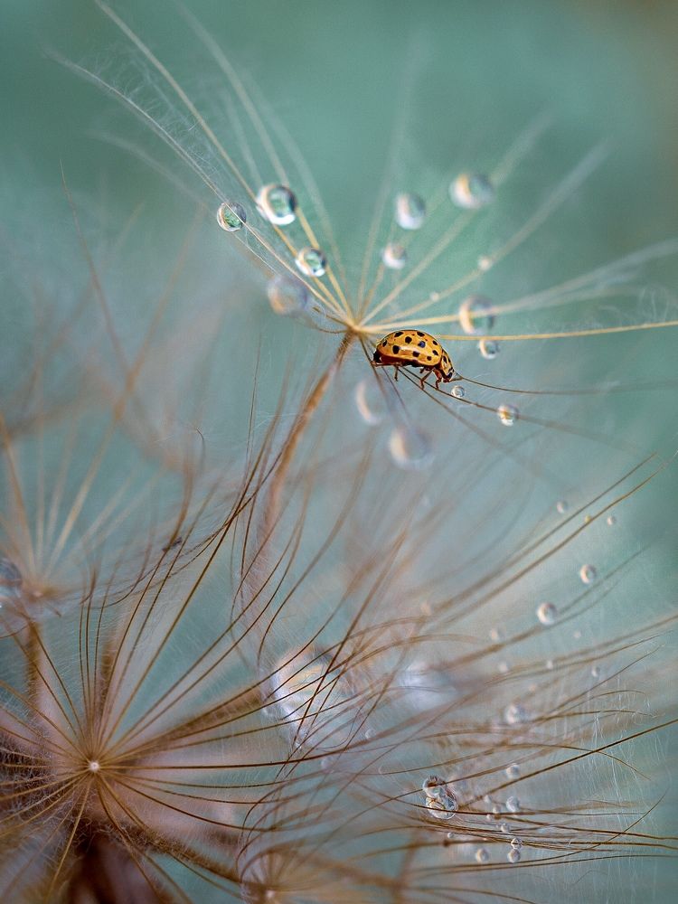 Photograph by Марина Сидоренко