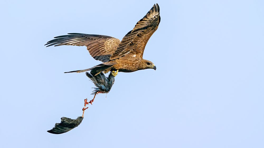 Moorhen ripped in two and carried off