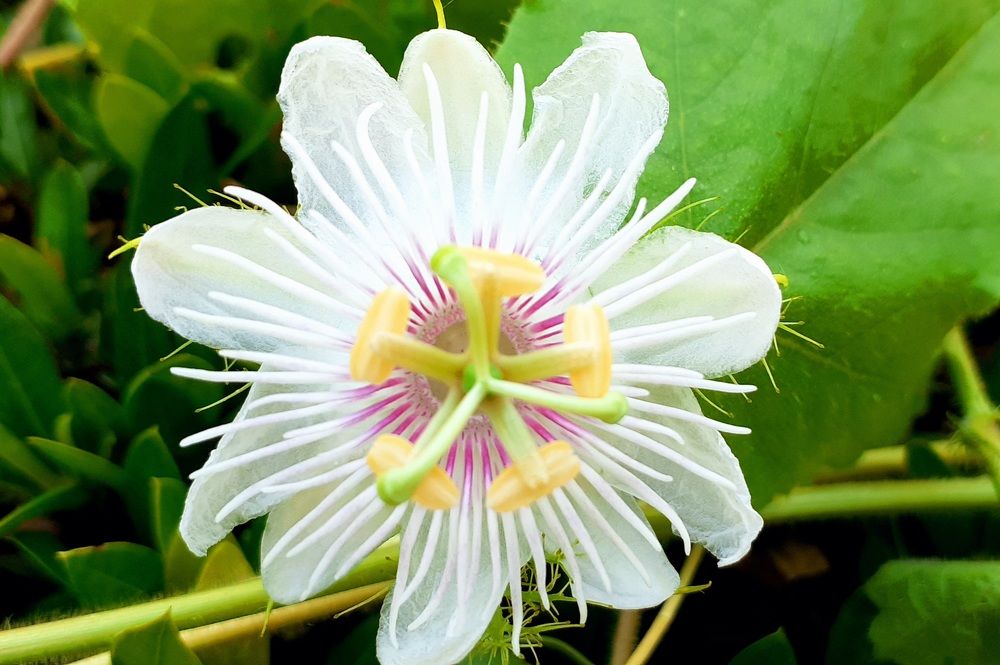 Photograph by FELOMINA ENDEREZ