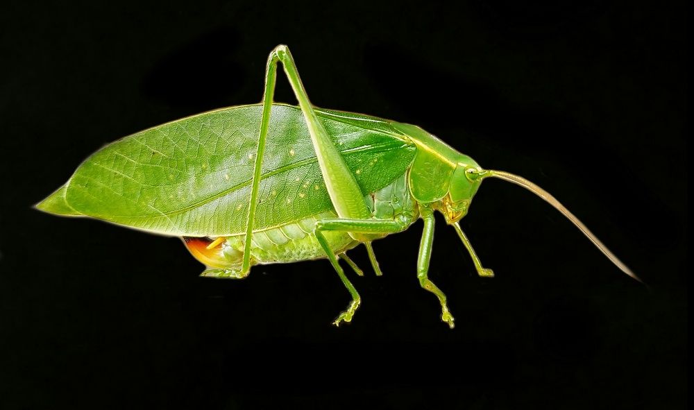 Фотография автора James Timsena