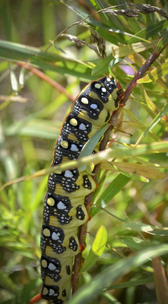 Photograph by Анатолий Васильев