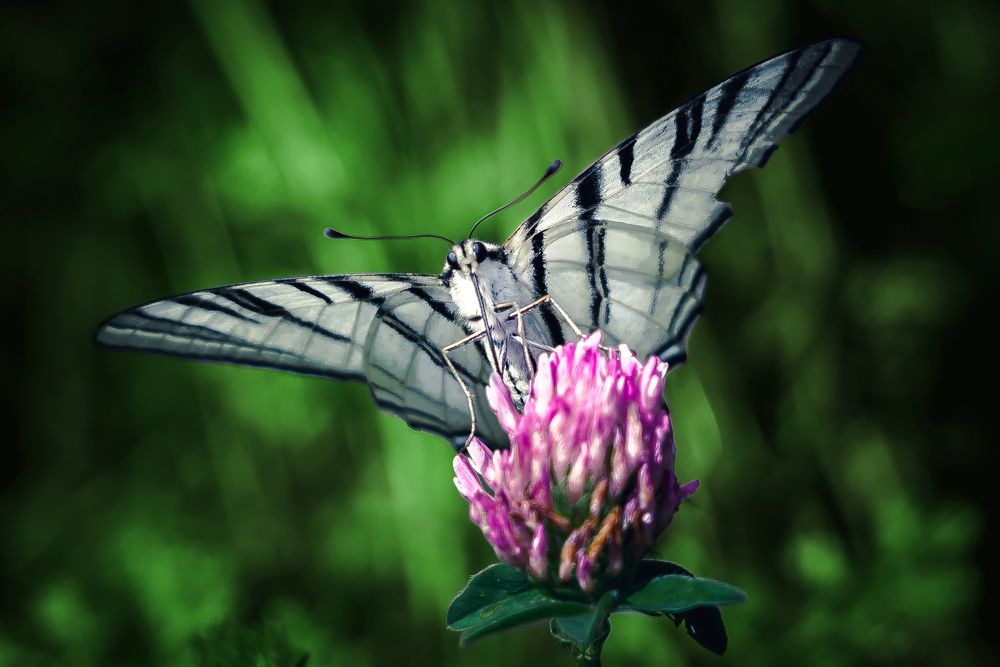 Photograph by Алексей Стариков