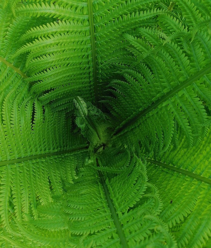 Photograph by Ольга