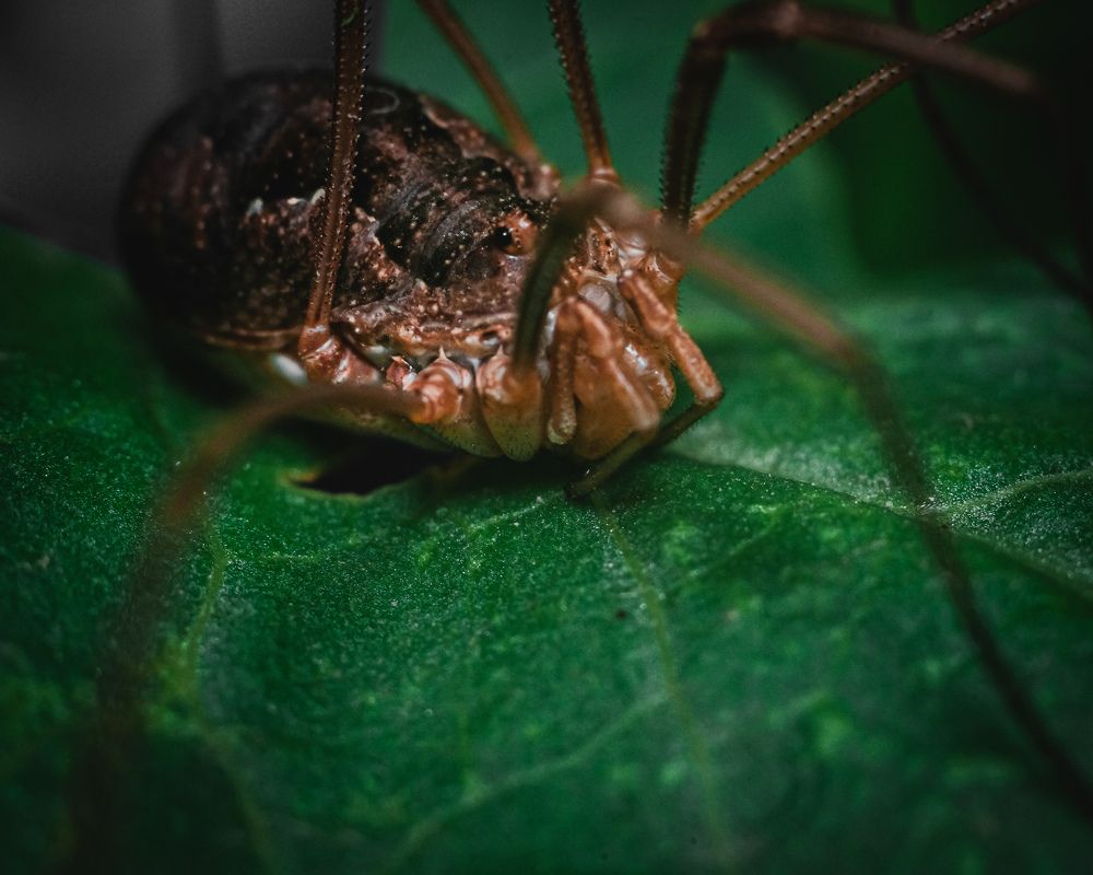 Фотография автора Андрей Баранов