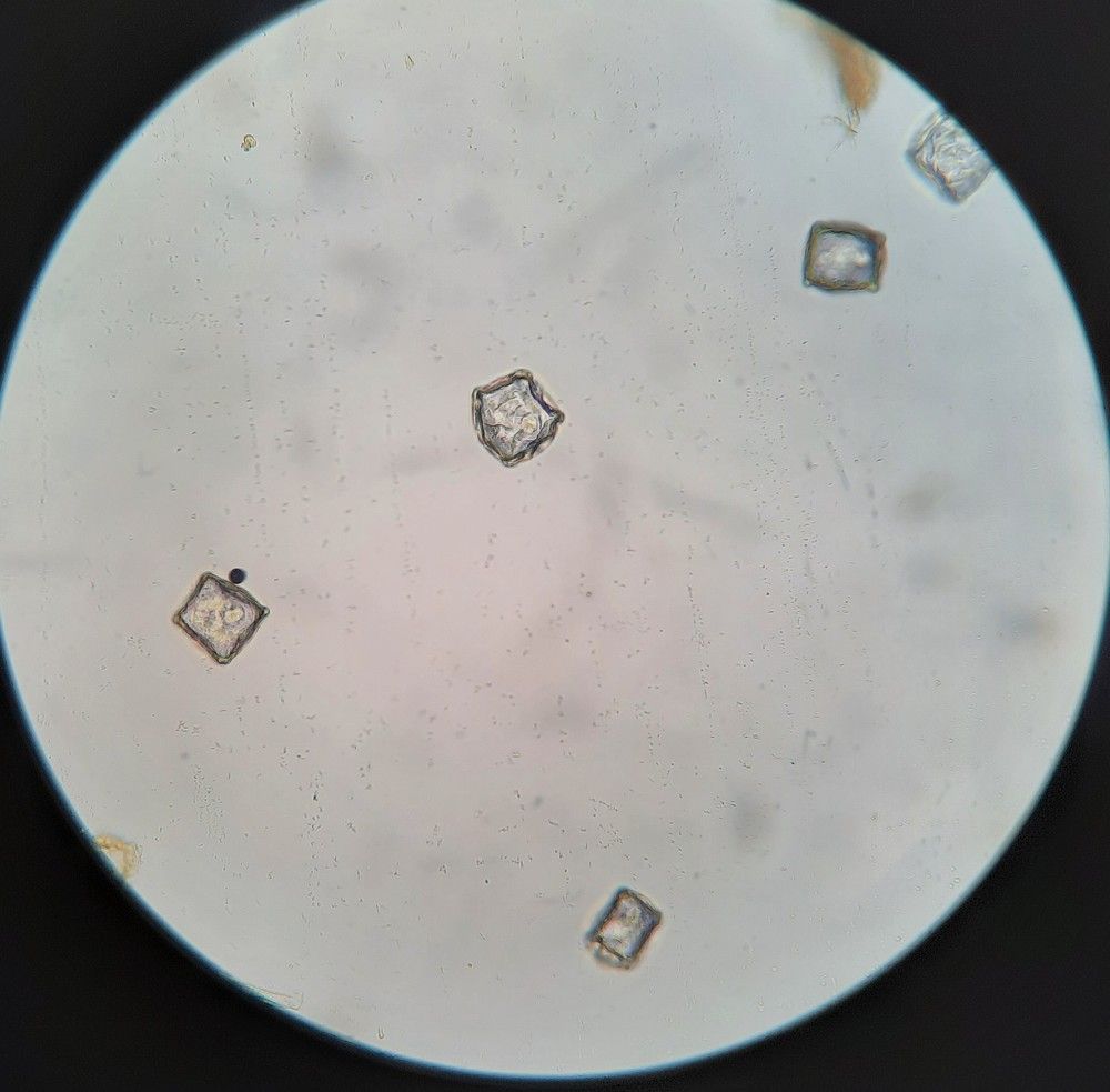 Photograph by Елена Симонова