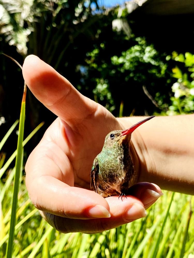 my friend the hummingbird
