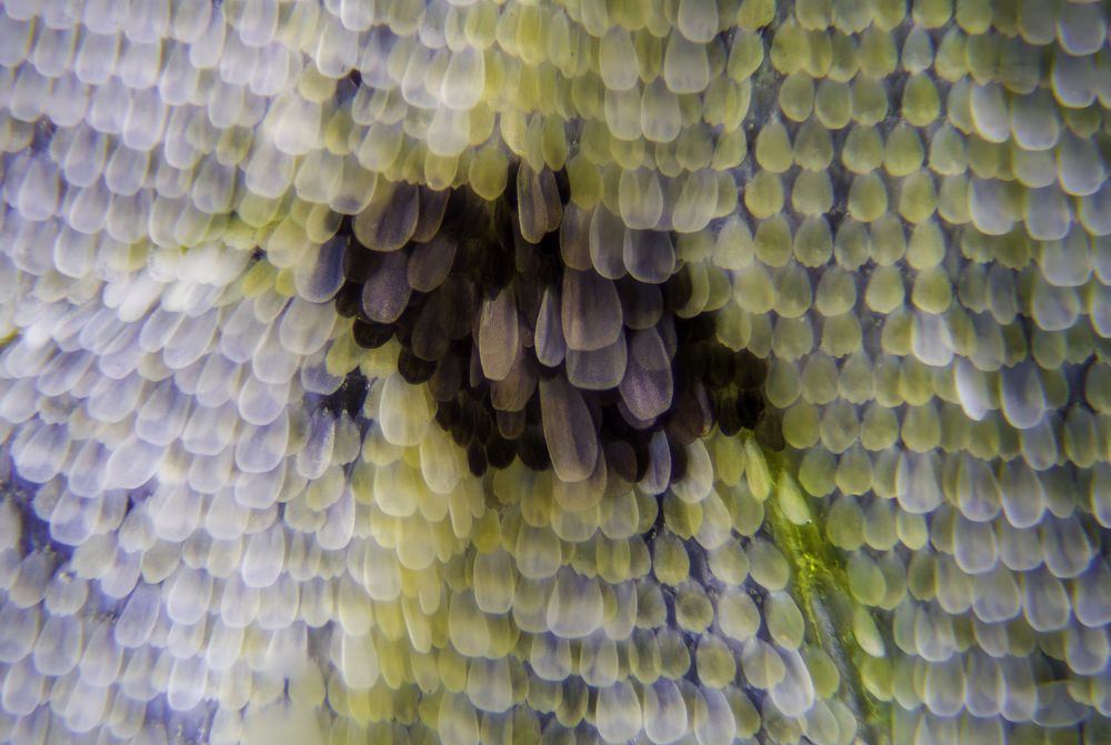 Butterfly  (Gonepteryx rhamni) wing...