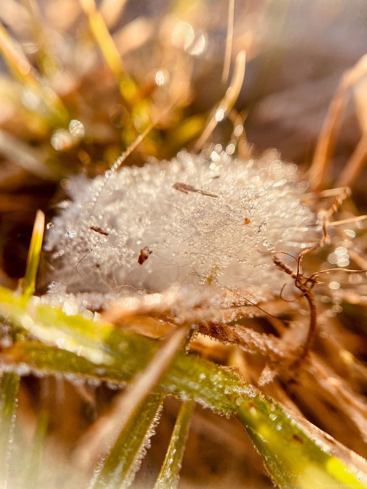 Photograph by Leonor