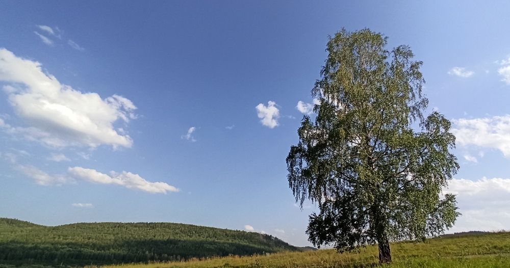 Русская береза