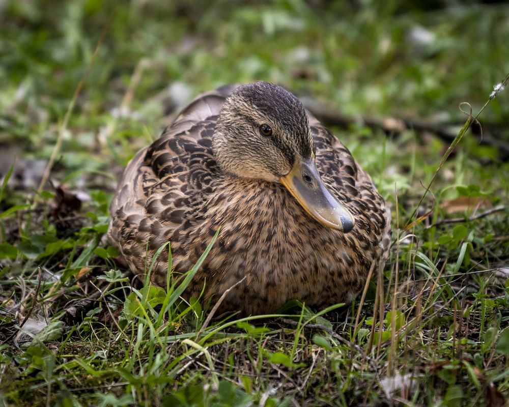 The young duck