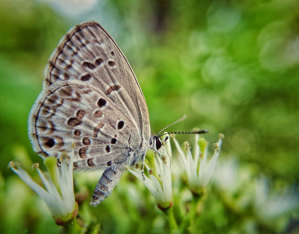 Photograph by TIMIR CHOUDHURY