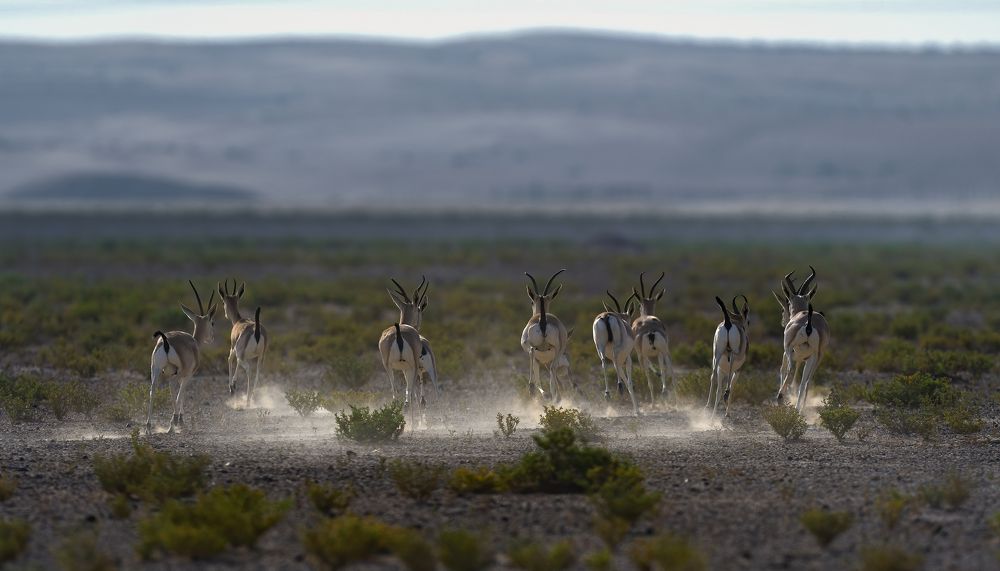 Sand Gazelles running away