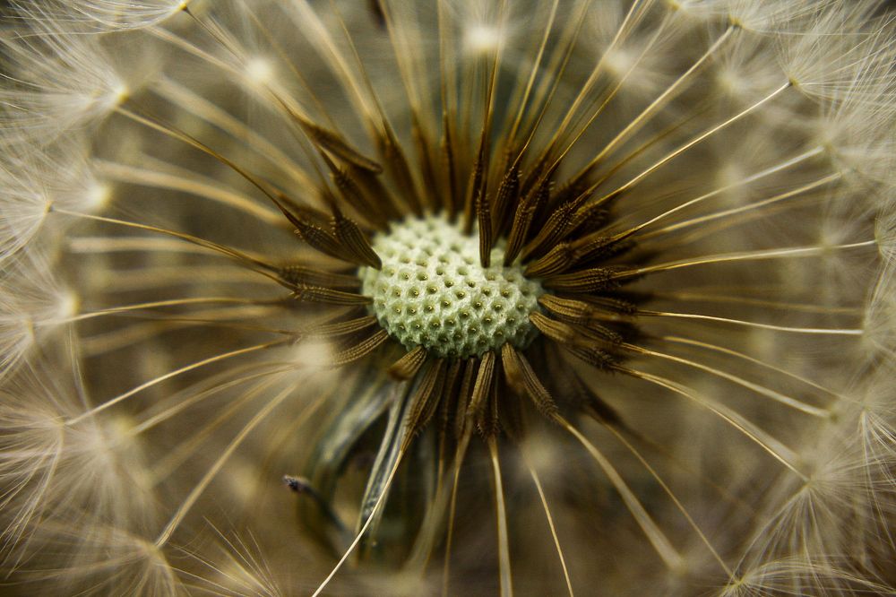 Dandelion