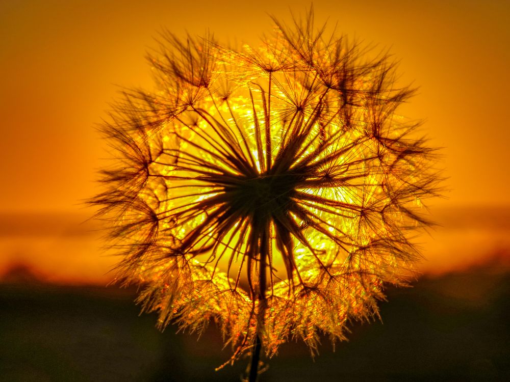 Dandelion