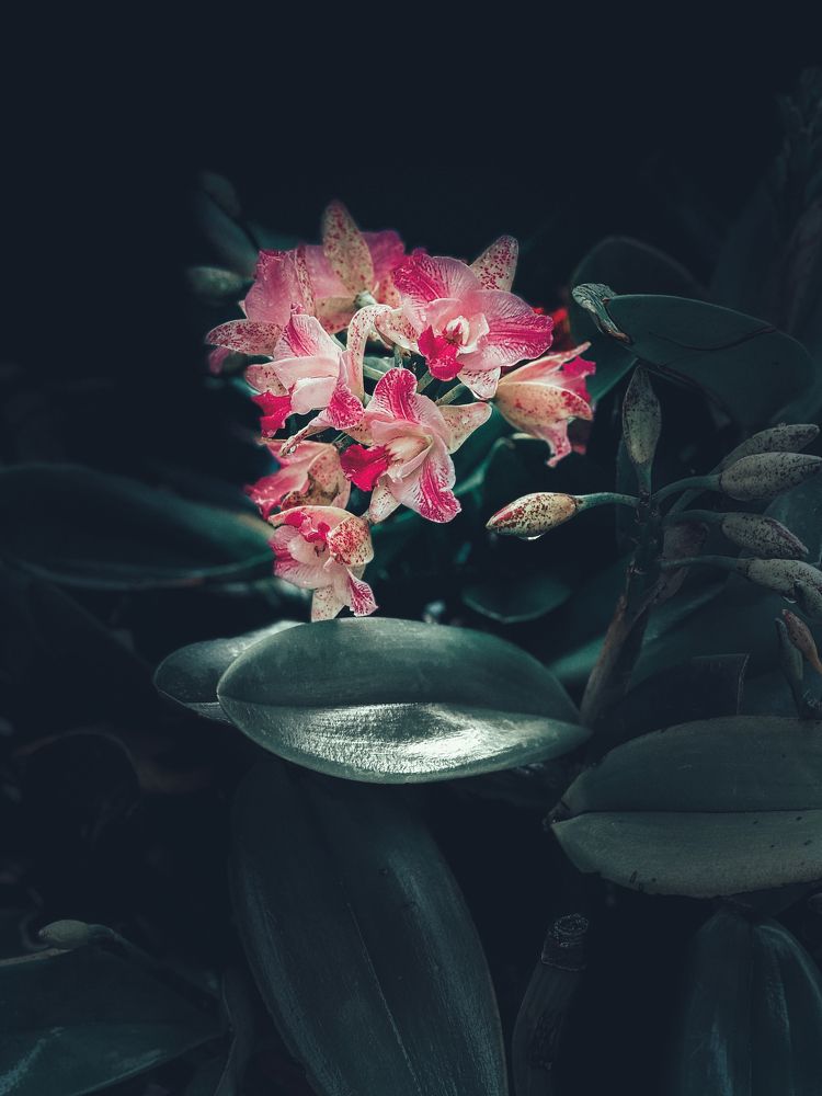 Photograph by Nicola Fornasa