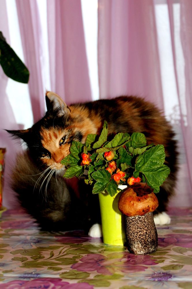 Photograph by Ирина Чечкина