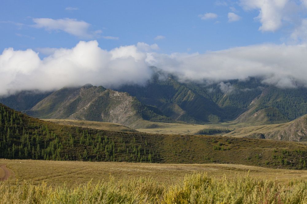 Утро в степи