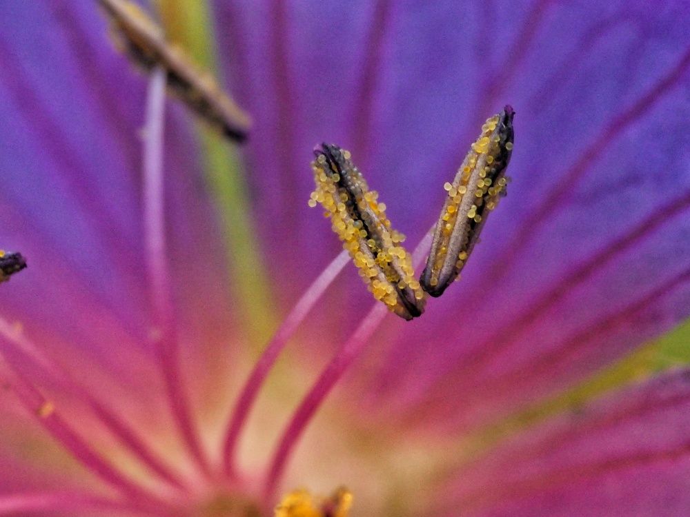 Фотография автора Иван Вдовин