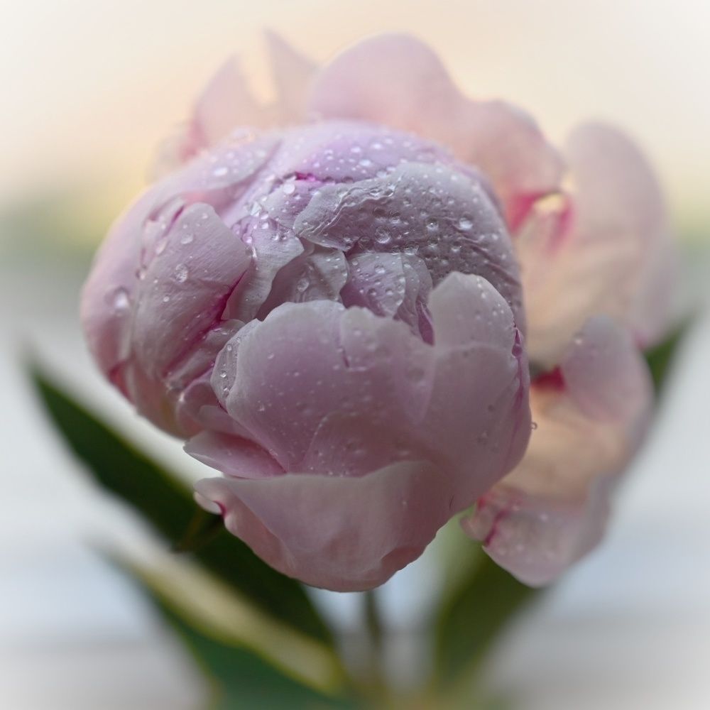 Photograph by Anastasia Uraeva