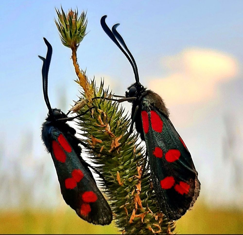 Photograph by Татьяна Чершнева
