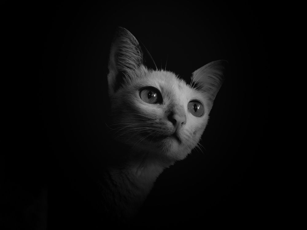 Photograph by Athulith Vipul