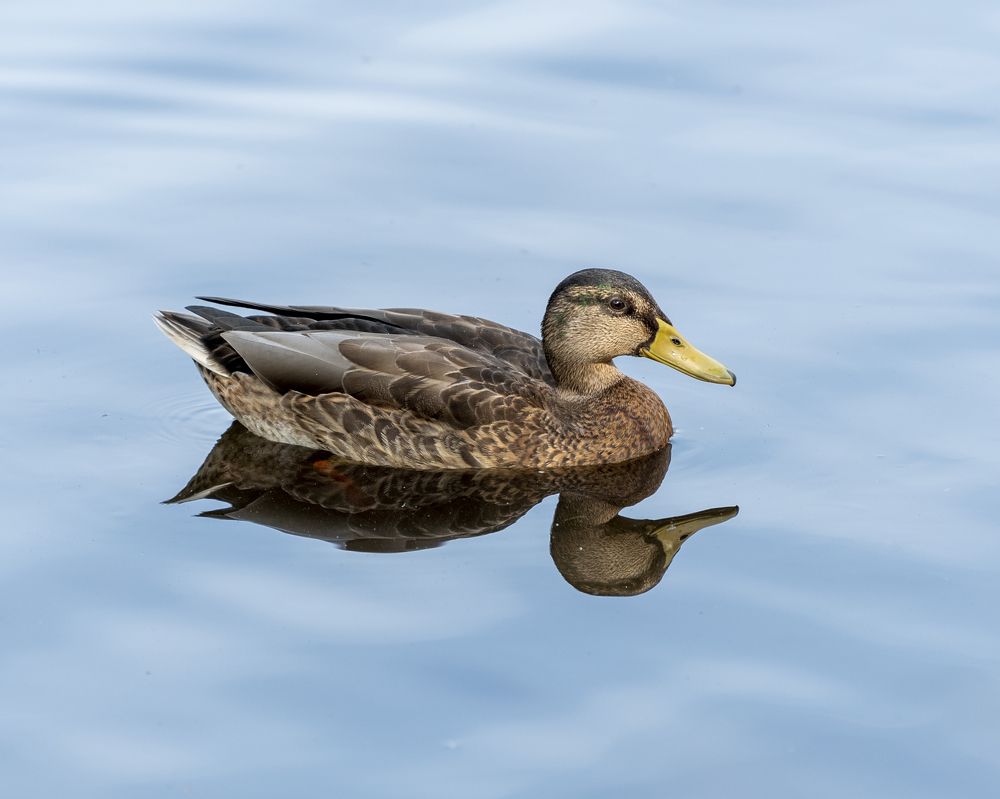 The duck in the pond