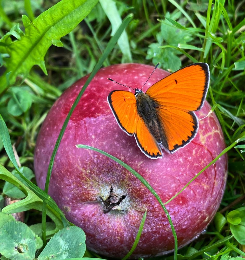 Оранжевое чудо