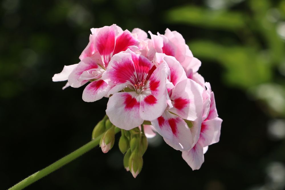 Photograph by Cengiz Yalcin