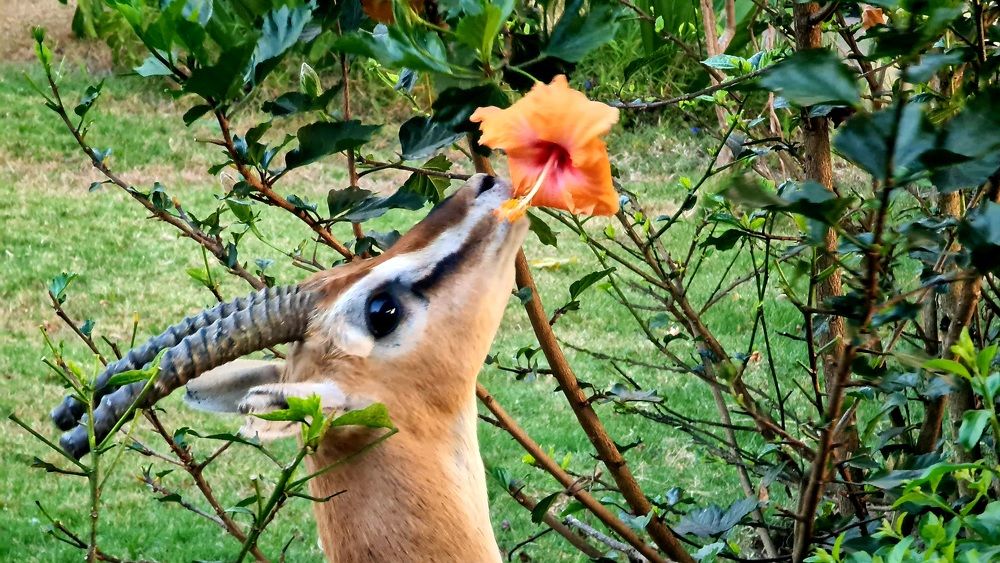 Photograph by Suleiman Saney