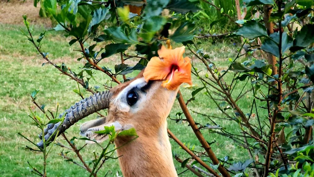 Photograph by Suleiman Saney