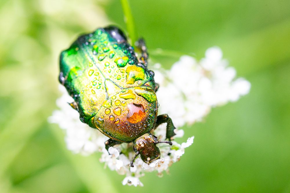 Photograph by Сергей Поляченко