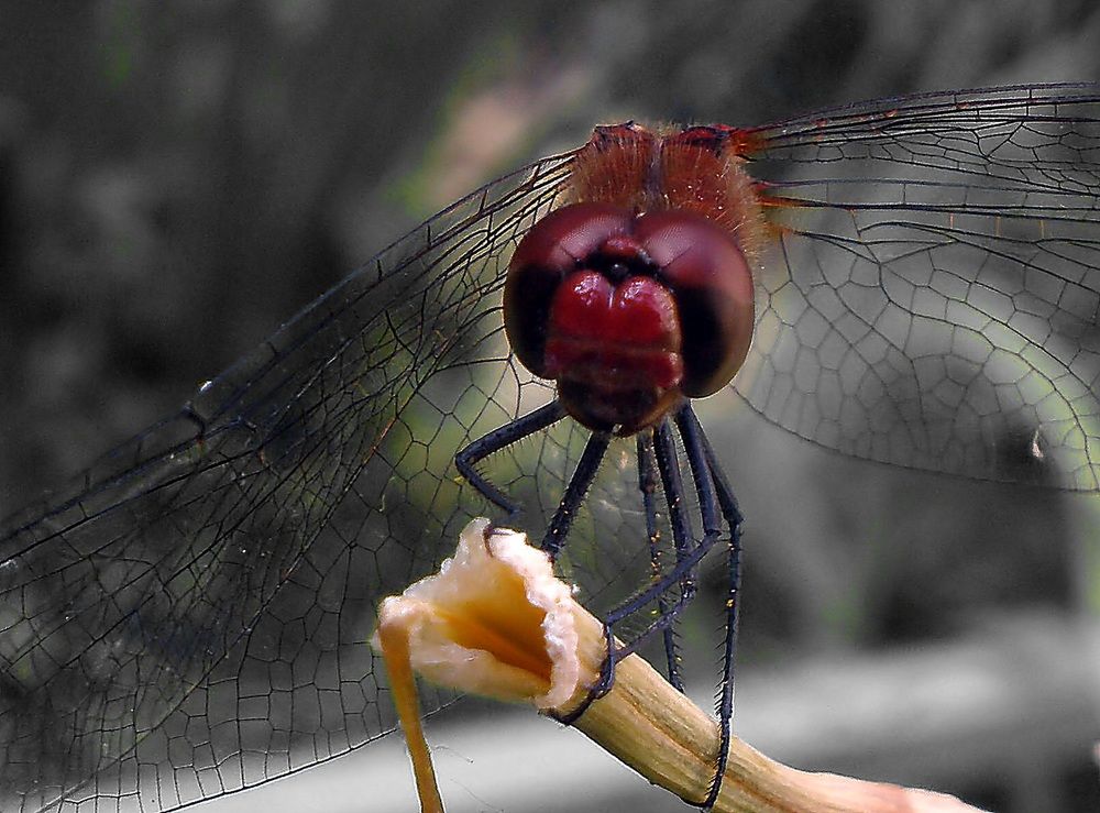 Фотография автора Роман Савоцкий
