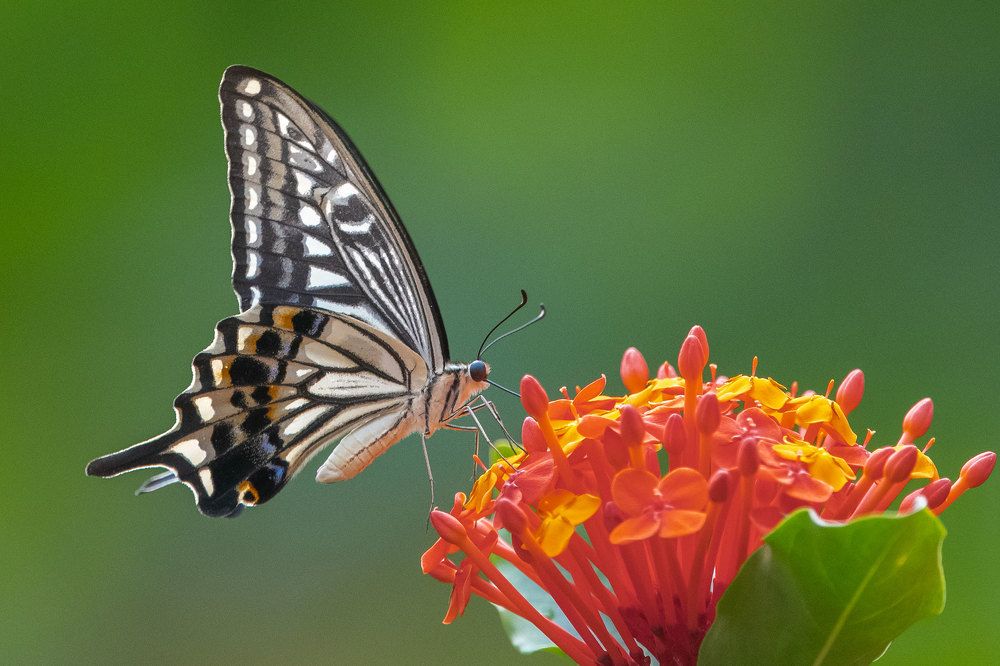 Photograph by Benny Chan