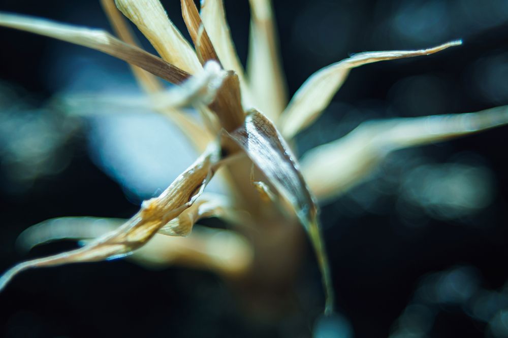 Photograph by Ivan Osipov