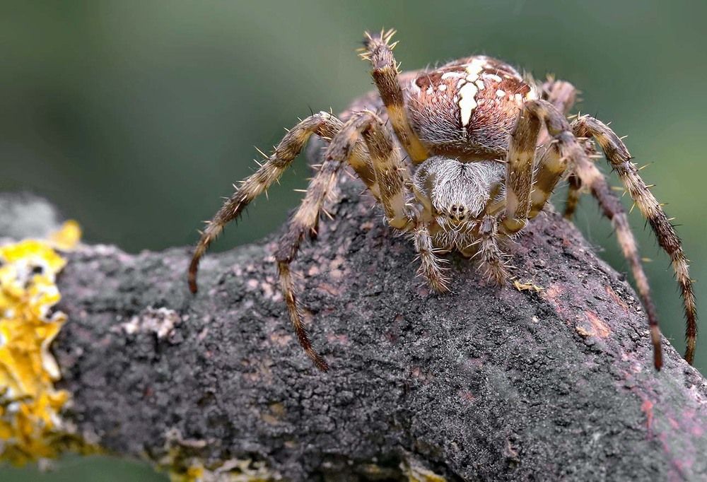 Photograph by Игорь Осипов