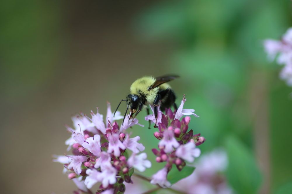 Bumblebee on a Flower