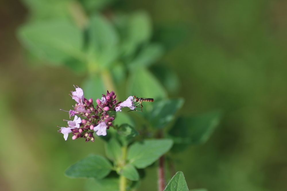 Hoverfly on a Flower